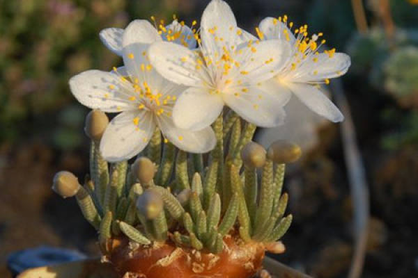 white flower tough brocade