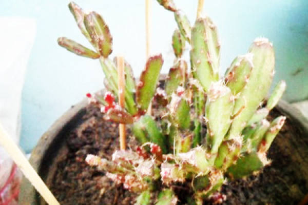 How to water the dance of falling flowers?