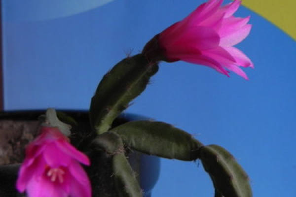 Dance of falling flowers, beautiful flowers