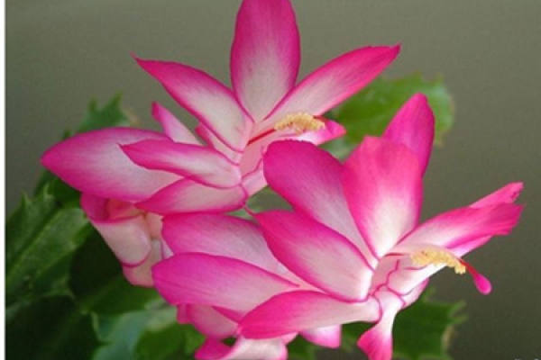 Dance of the Fallen Flower