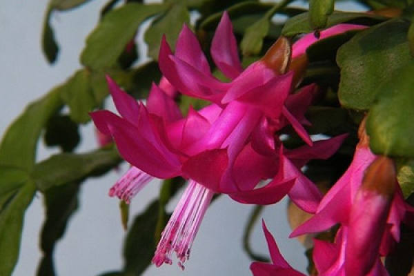 Dance of the Fallen Flower