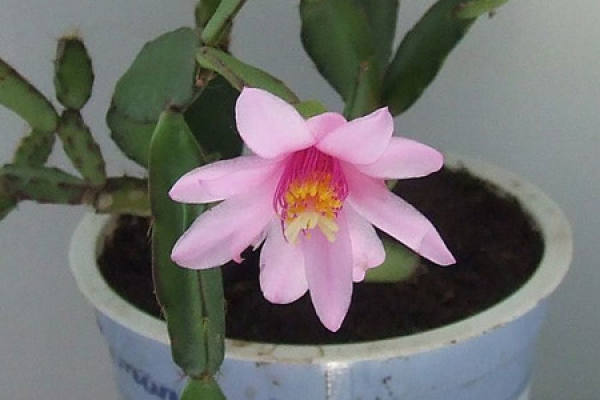 Dance of the Fallen Flower