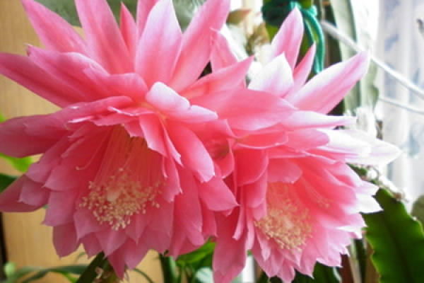 Dance of the Fallen Flower