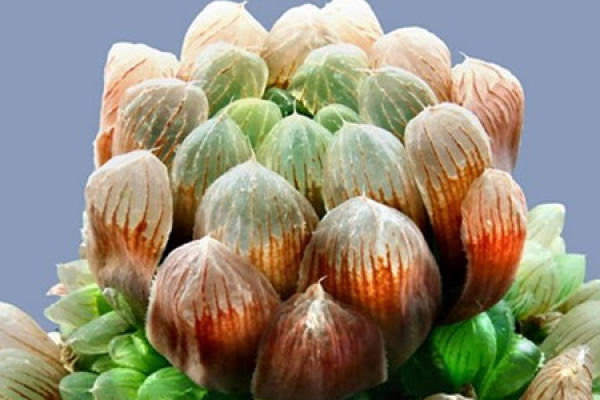Jade dew form