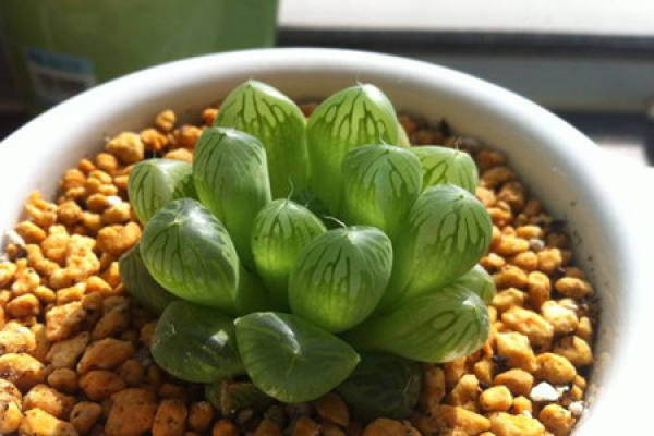 jade dew form