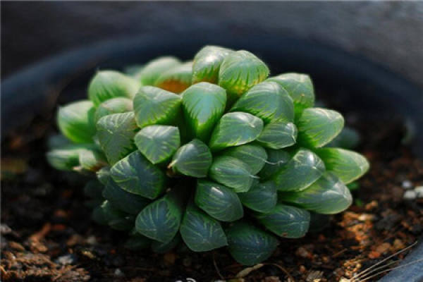 jade dew