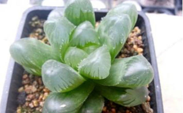 Big Window Jade Dew