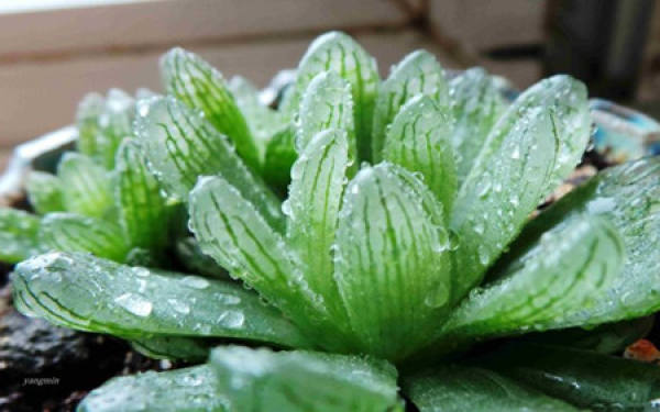 Big Window Jade Dew