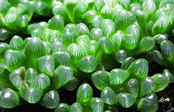 Big Window Jade Dew