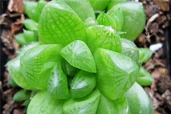 Big Window Jade Dew