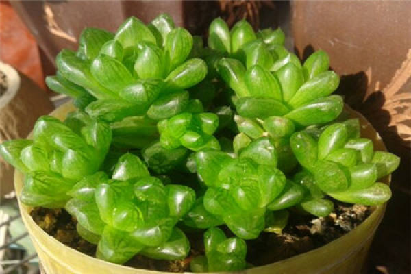 Big Window Jade Dew