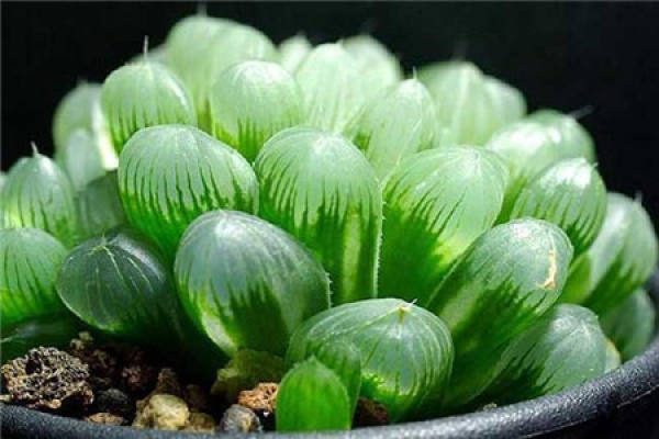 Big Window Jade Dew