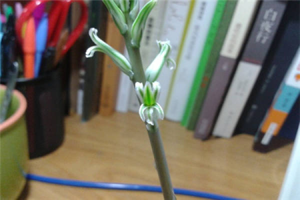 Yulu blossoms