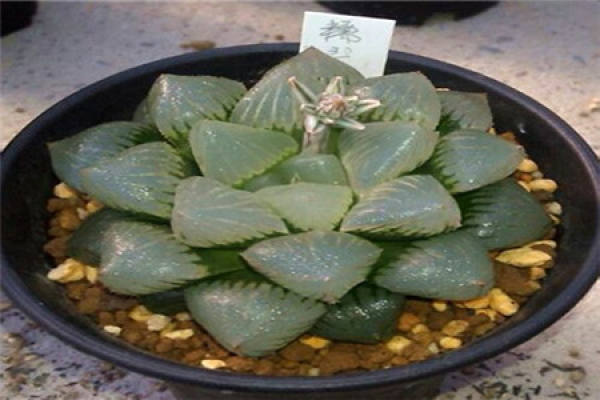 Glutinous jade dew