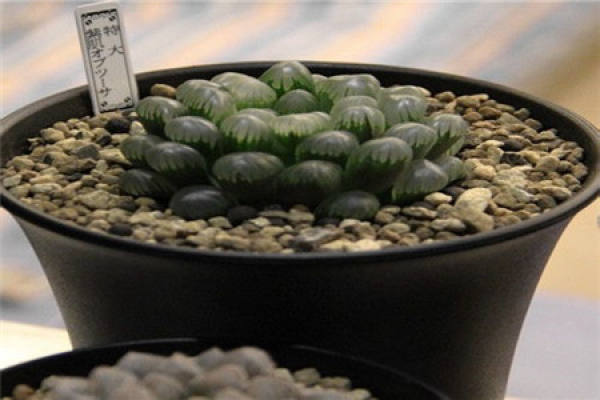 Glutinous jade dew