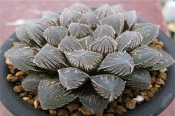 Glutinous jade dew
