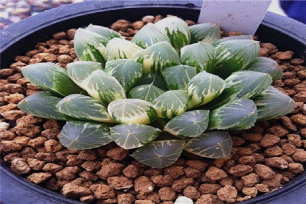 waxy jade dew
