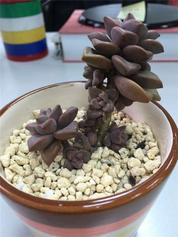 Ji Haoyue grows buds