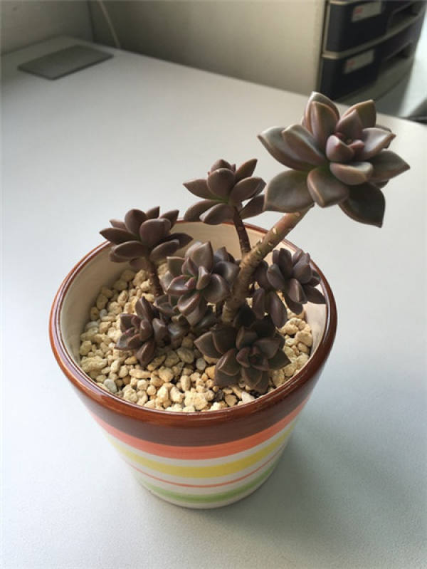 Ji Haoyue grows buds