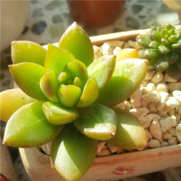 Huang Li's watering method