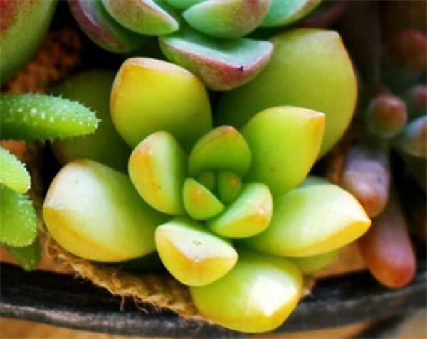 Spring Curing of Huangli