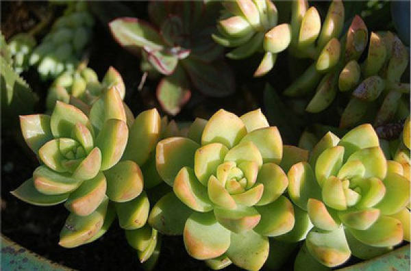 Spring Curing of Huangli