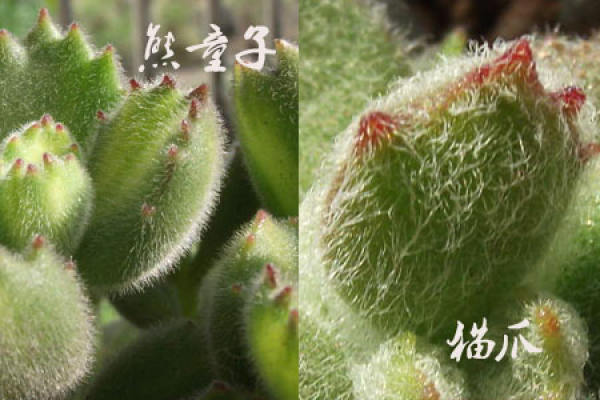 bear boy is different from cat claw: the shape of claw