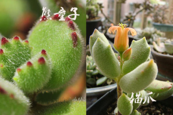 bear boy is different from cat claw: the shape of claw