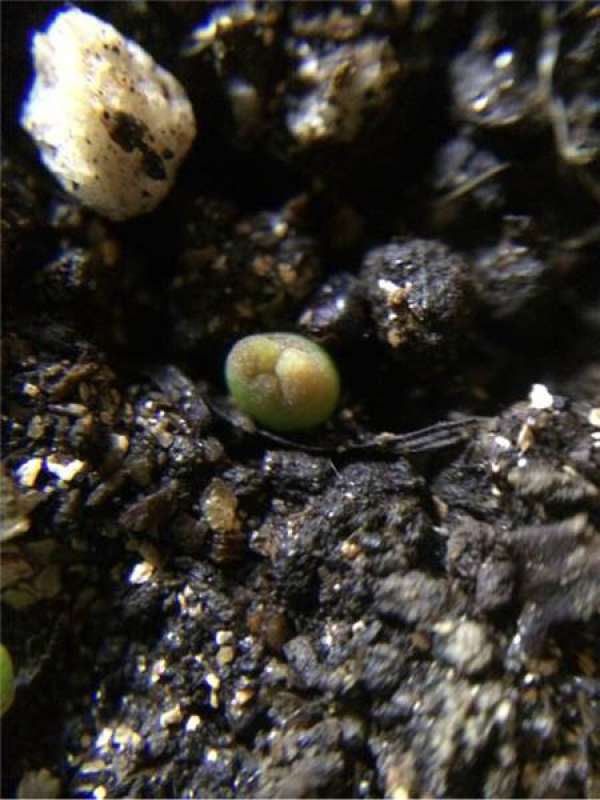 Sow a planetarium sprout