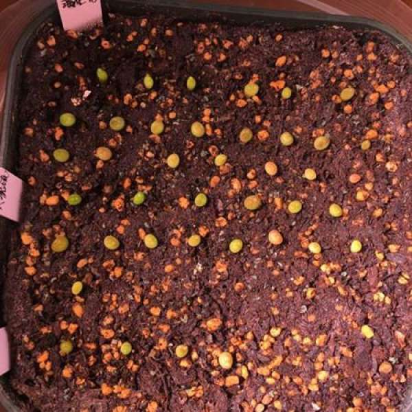 Sow a planetarium sprout