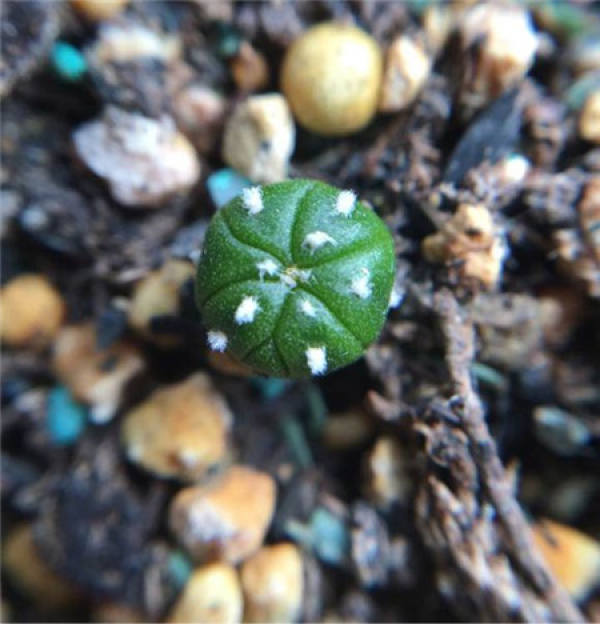 Sow a planetarium sprout