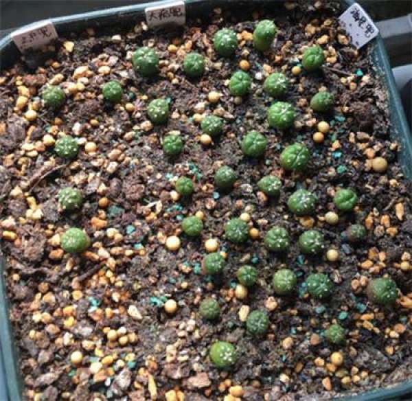 seeding the growing star seedlings