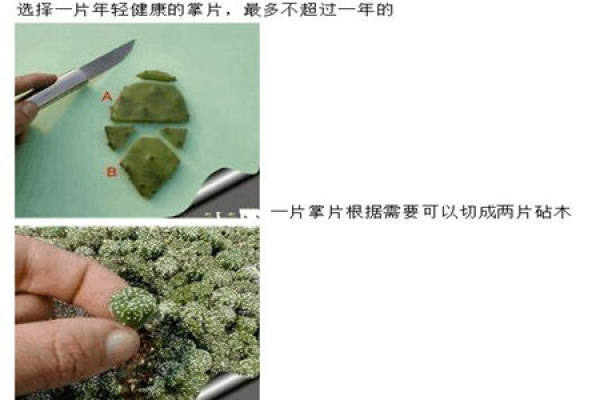 The first step of star grafting: raw material preparation The first step of star grafting: raw material preparation