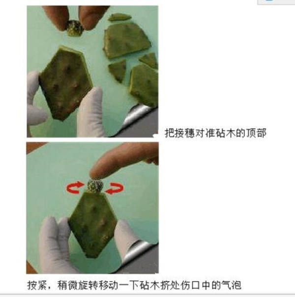 The first step of star grafting: raw material preparation The first step of star grafting: raw material preparation