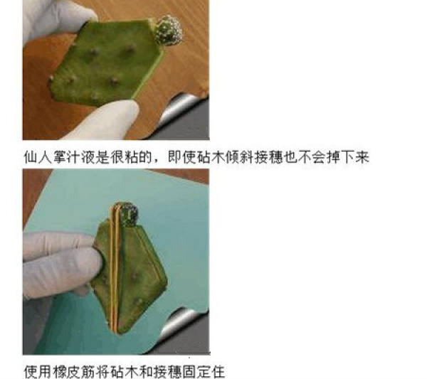 The first step of star grafting: raw material preparation
