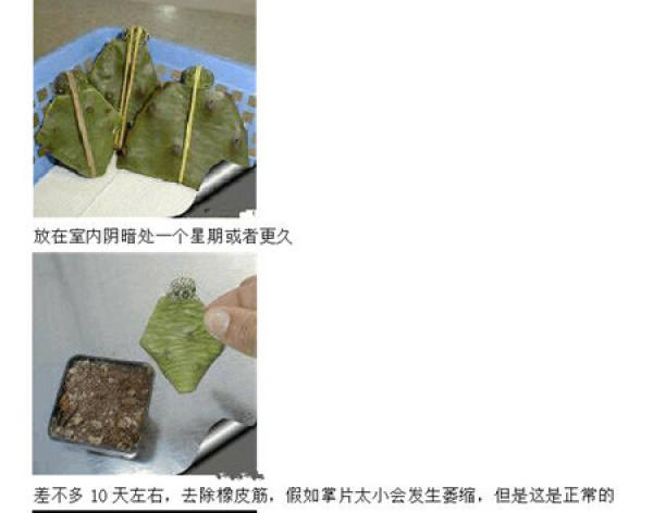 The first step of star grafting: raw material preparation
