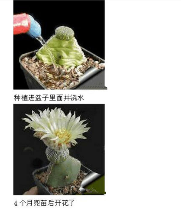 the first step of star grafting: raw material preparation