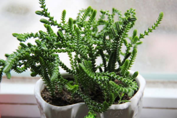 square scale green tower