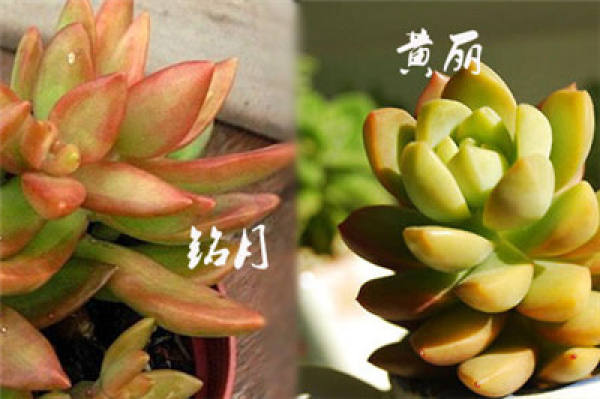 The Difference Between Huang Li and Ming Yue: Look at the Thickn
