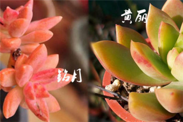 The Difference Between Huang Li and Ming Yue: Look at the Thickn