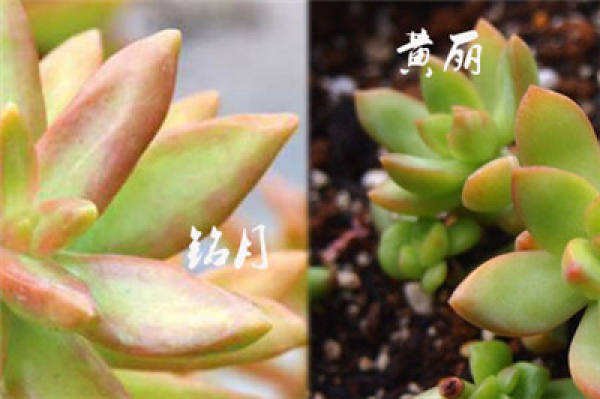 The Difference Between Huang Li and Ming Yue: Look at the Thickn