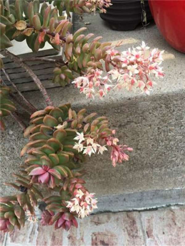 When does Huang Li blossom?