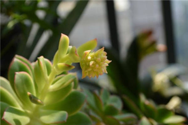 When does Huang Li blossom?