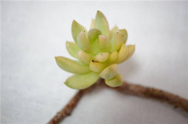 color change of huanglijin's growth