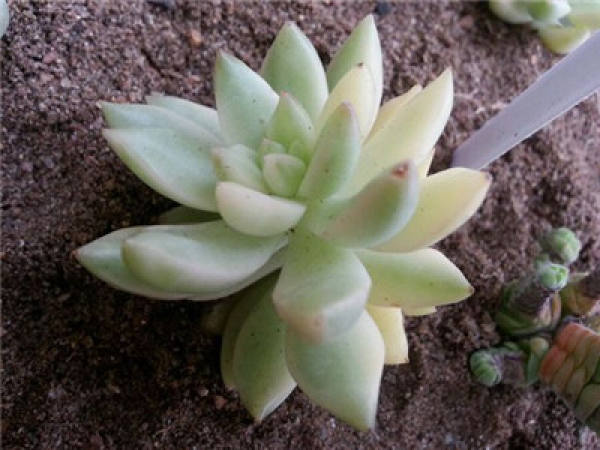 color change of huanglijin's growth