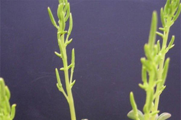 Twig of Zanthoxylum dolichocarpum