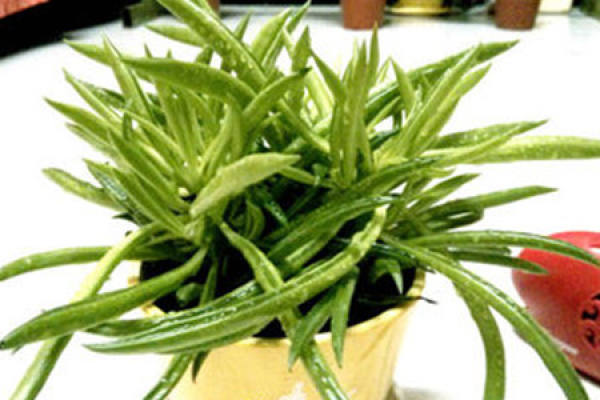 axe leaves and pepper branches