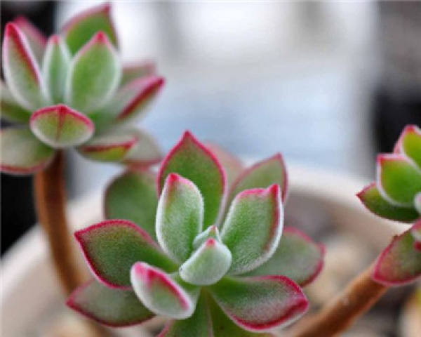 The cultivation method of Jinhuangxing: watering