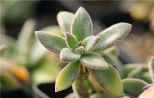 The cultivation method of Jinhuangxing: watering