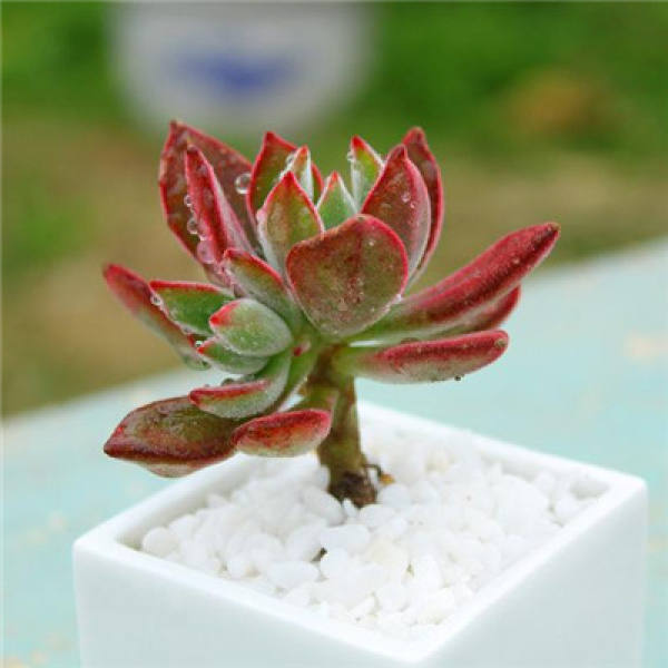 breeding method of jinhuangxing: watering